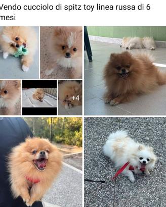 spitz toy
