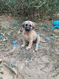 Cuccioli Kangal Pastore dell'Anatolia