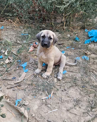 Cuccioli Kangal Pastore dell'Anatolia
