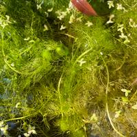 Utricularia vulgaris taglia L Pianta anti zanzare