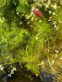 Utricularia vulgaris taglia L Pianta anti zanzare