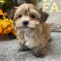 Maltipoo mini toy