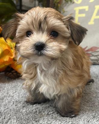 Maltipoo mini toy