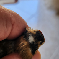 Coppia Cardellini Acianici