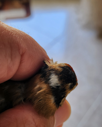 Coppia Cardellini Acianici