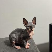 Sphynx gattina 3 mesi