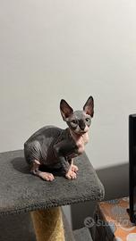 Sphynx gattina 3 mesi