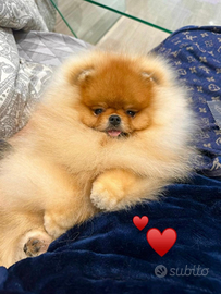 Spitz Tedesco nano ( Pomerania)