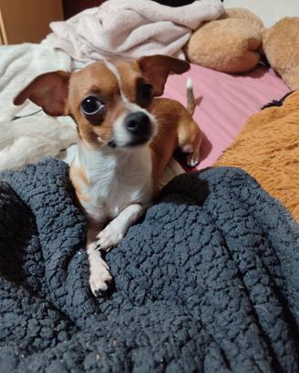 Cane da monta