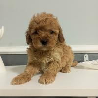 Barboncino Toy con microchip