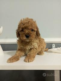 Barboncino Toy con microchip