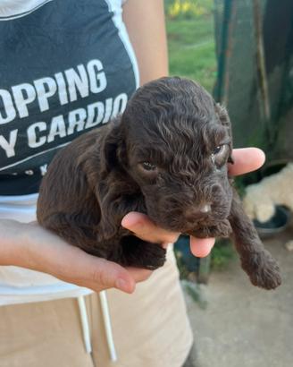 Cuccioli Lagotto romagnolo