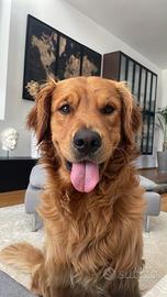 Accoppiamento Golden Retriever Americano Maschio 3