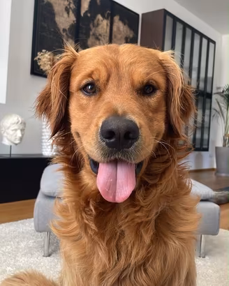 Accoppiamento Golden Retriever Americano Maschio 3