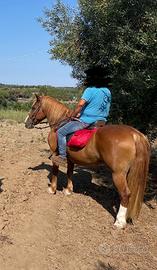 Cavalla quarter X Haflinger