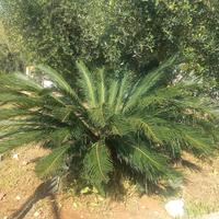 Cycas