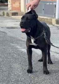 Cane corso
