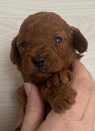 Cuccioli di barboncino colore fulvo