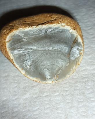 Pietra Selce Agata Grigia Traslucida da Collezione