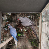 Coppia collari M grey/CT F viola cleartail 2018