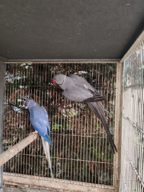 Coppia collari M grey/CT F viola cleartail 2018