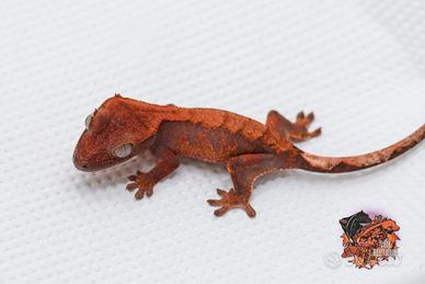Geco Ciliatus halloween