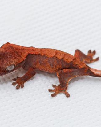 Geco Ciliatus halloween