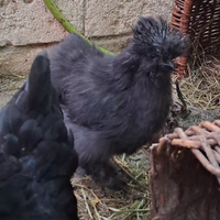 Moroseta SILKIE pulcinotti