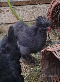 Moroseta SILKIE pulcinotti