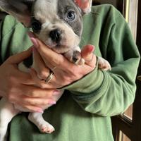 Bulldog francese