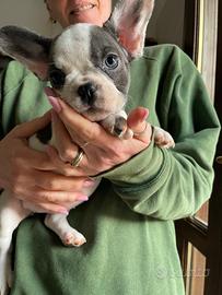 Bulldog francese