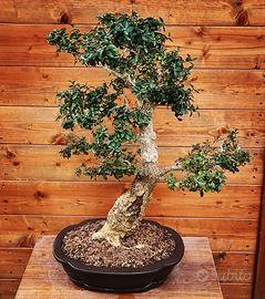 Bonsai bosso