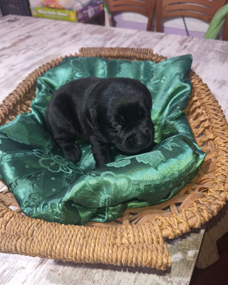 Labrador retriever