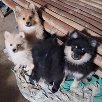 Cuccioli di volpino spitzen tedesco