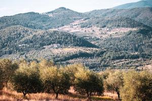 Terreno agricolo a uliveto