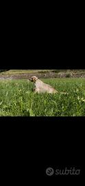 Setter inglese