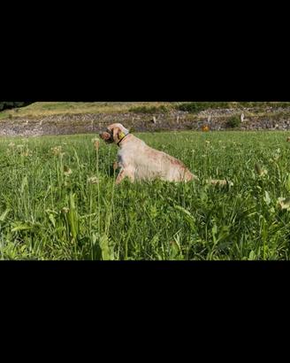 Setter inglese