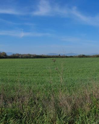 Terreno agricolo