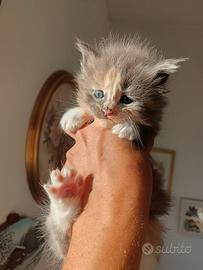 Cuccioli di gatto Maine Coon