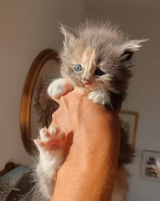 Cuccioli di gatto Maine Coon