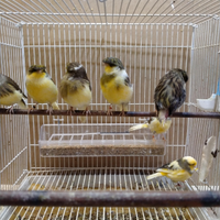 Vendita canarini e uccellini