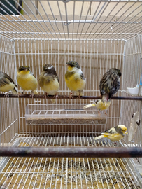 Vendita canarini e uccellini