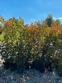 Photinia