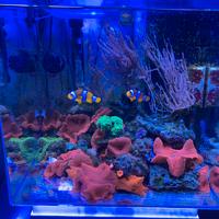 Acquario marino completo