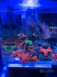 Acquario marino completo
