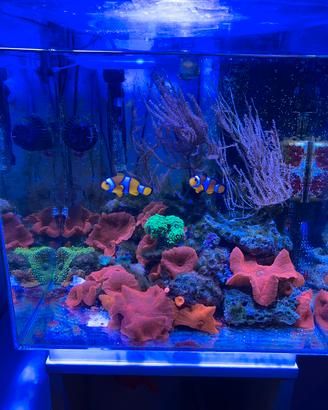 Acquario marino completo