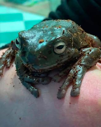Rane particolari