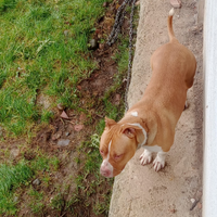 Cane pitbull