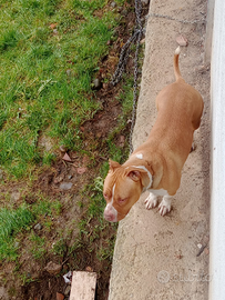 Cane pitbull