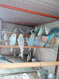 Calopsite, inseparabili, cocorite